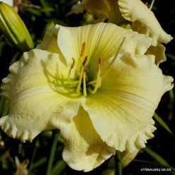daylily 'Early Snow'