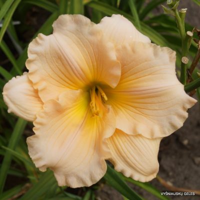 daylily ‘Fairy Tale Pink’