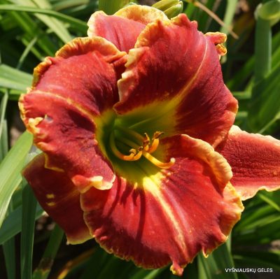 daylily 'Fire and Fog'