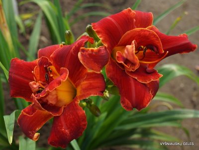 daylily 'Fire and Wind' (3)