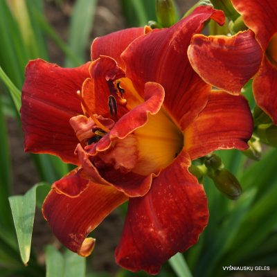 daylily 'Fire and Wind'
