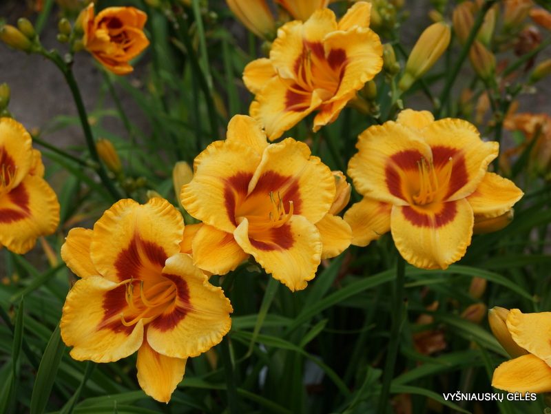 daylily 'Fooled Me'