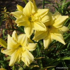 daylily 'Fours are Wild'