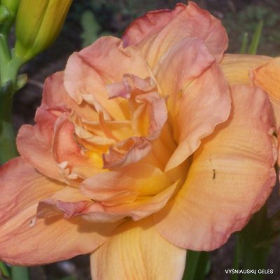 daylily ‘Frances Joiner‘