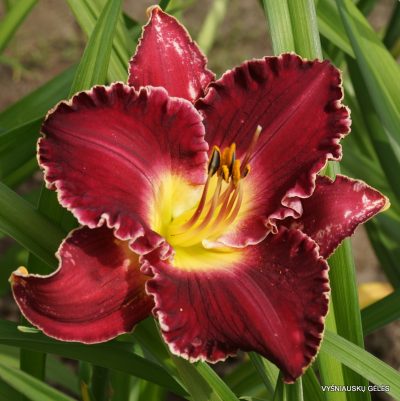 daylily ‘Francis of Assisi’