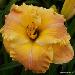 daylily 'Frequent Comment'