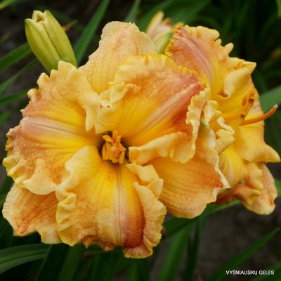 daylily 'Frequent Comment' (2)