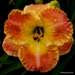 daylily 'Frequent Comment' (3)