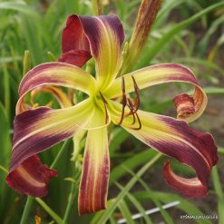 daylily 'Giant Spider'
