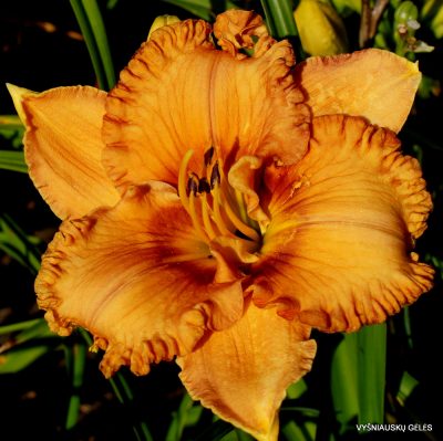 daylily 'Giggle Pie Delight' (2)
