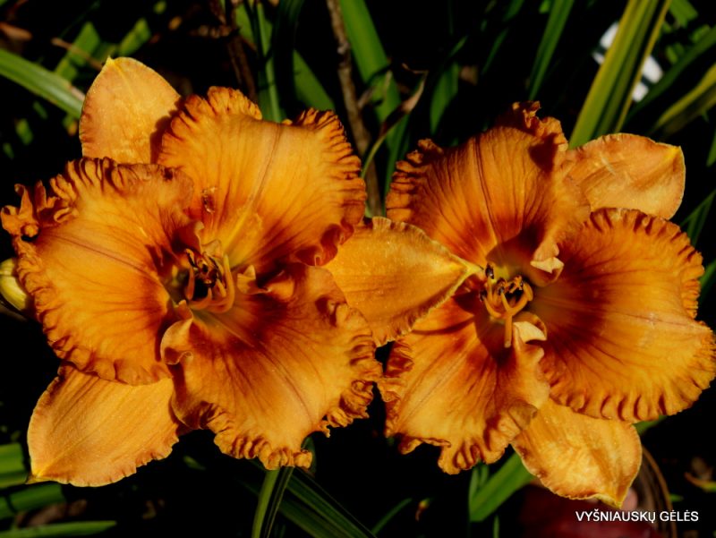 daylily 'Giggle Pie Delight' (3)