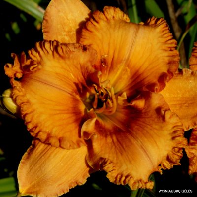 daylily ‘Giggle Pie Delight’