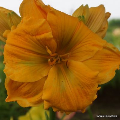 daylily 'Golden Hibiscus'