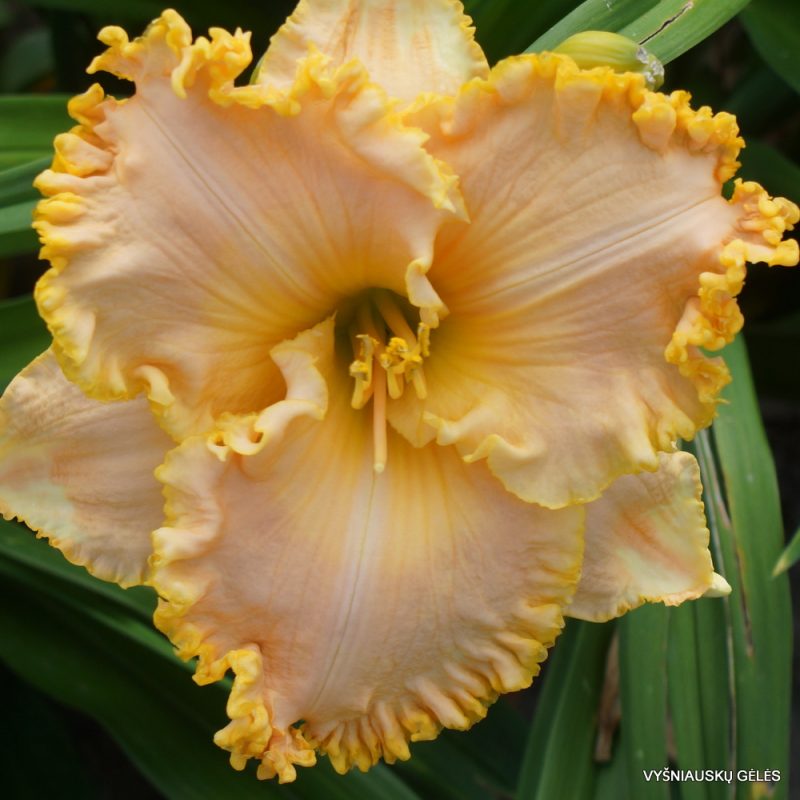 daylily 'Golden Tentacles'