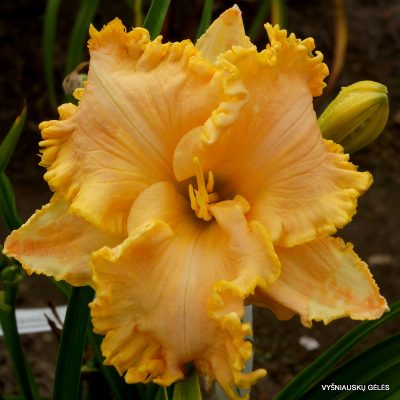 daylily 'Golden Tentacles'