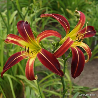 daylily 'Great Red Dragon'