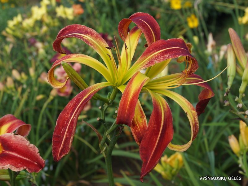 daylily 'Great Red Dragon' (2)