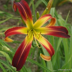 daylily 'Great Red Dragon'
