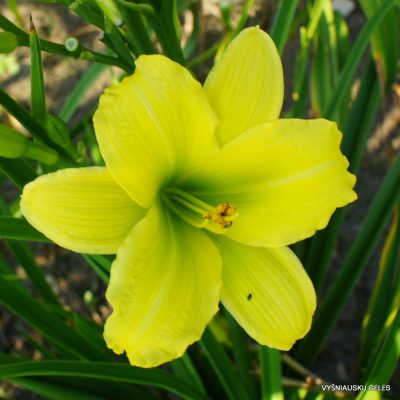 daylily ‘Green Flutter’