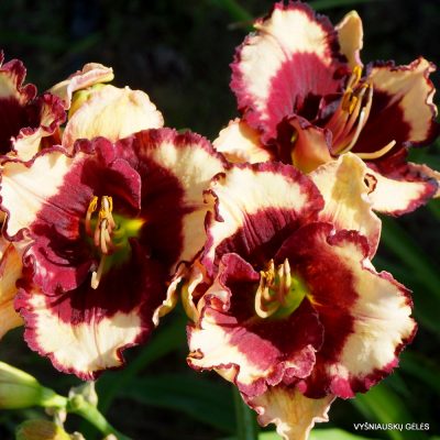 daylily ‘Greywoods Lips a Quiver’