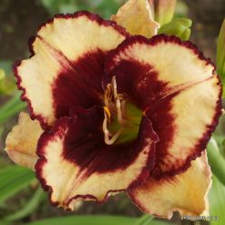 daylily 'Greywoods Lips a Quiver'