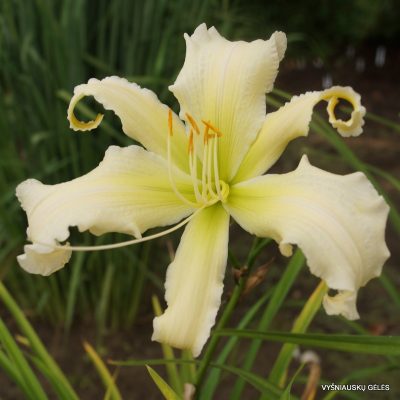 daylily 'Heavenly Angel Ice' (3)