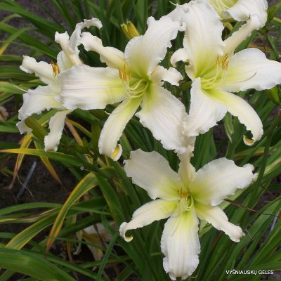 daylily ‘Heavenly Angel Ice’