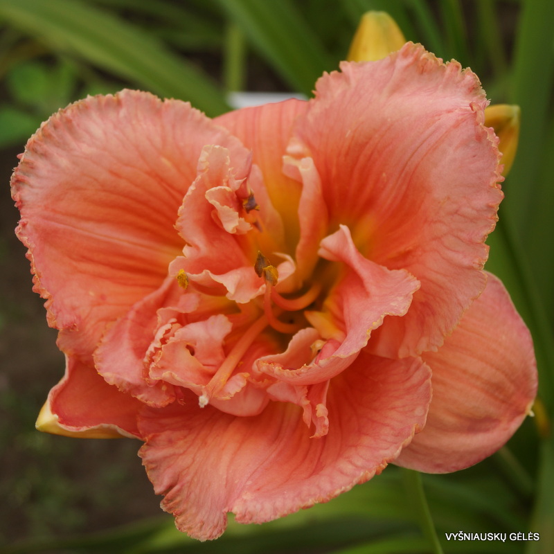 daylily 'Heavenly Double Your Pleasure'