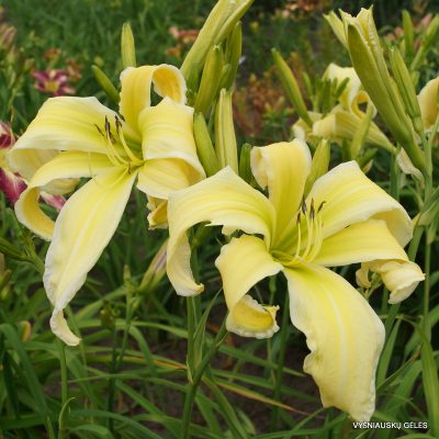 daylily 'Heavenly Flight of Angels'
