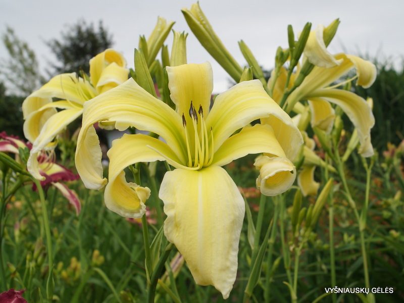 daylily 'Heavenly Flight of Angels' (2)