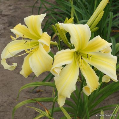 daylily ‘Heavenly Flight of Angels’