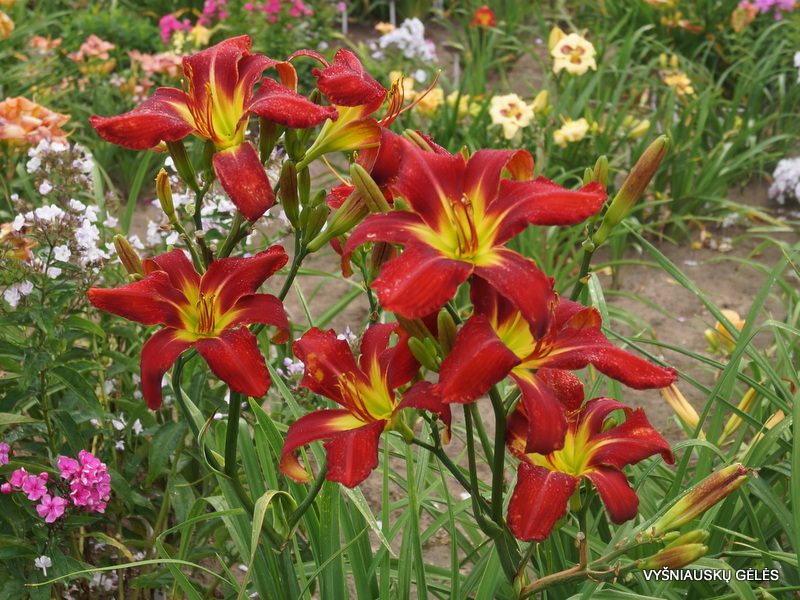 daylily 'Heavenly United We Stand' (3)