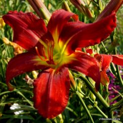 daylily 'Heavenly United We Stand'
