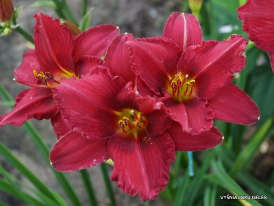daylily 'Her Best Bloomers' (2)