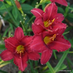 daylily 'Her Best Bloomers'
