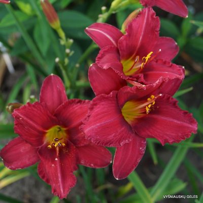 daylily 'Her Best Bloomers'