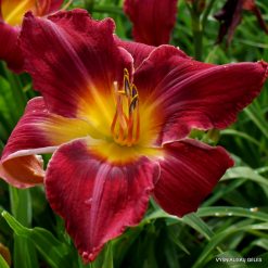 daylily 'I Can‘t Stop Loving You'