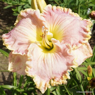 daylily 'Icicles'