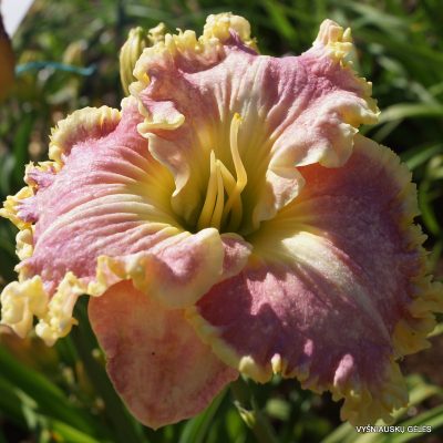 daylily 'Icicles'