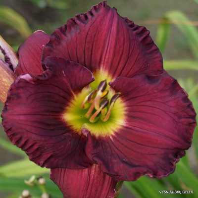 daylily ‘Imperial Decree’
