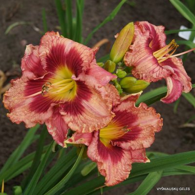 daylily 'In Her Shoes'