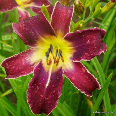 daylily ‘Increased Complexity’ (2)