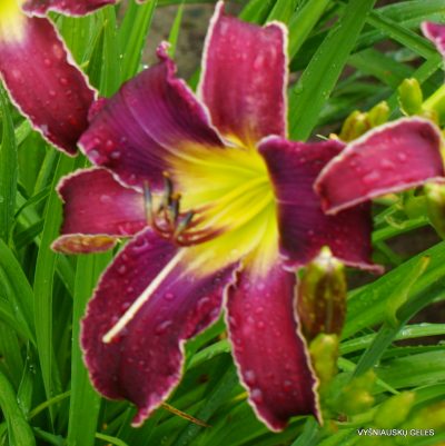 daylily 'Increased Complexity' (3)