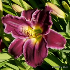daylily 'Indian Giver'