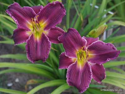 daylily 'Indian Giver' (2)