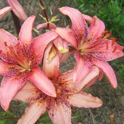 daylily 'Karuselė'