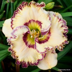 daylily 'Keep on Looking'