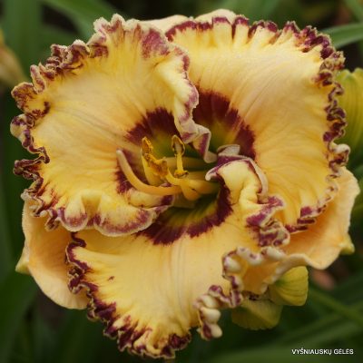 daylily 'Keep on Looking'