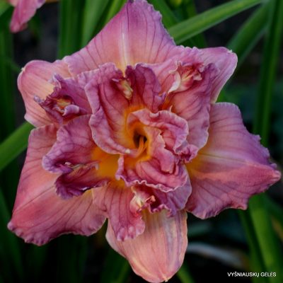 daylily ‘Lilac Rose’