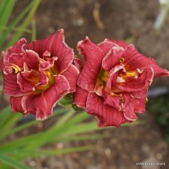 daylily 'Little Orphan Annie'